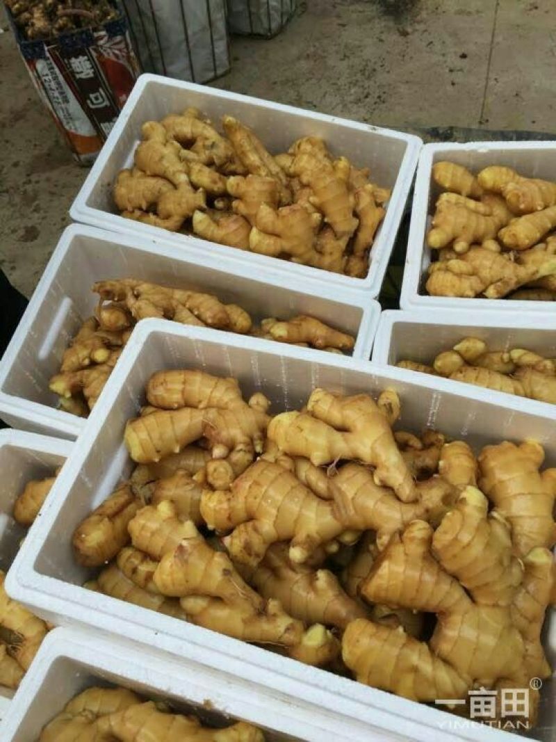 生姜山东生姜大黄姜新姜一手货源，随到随装