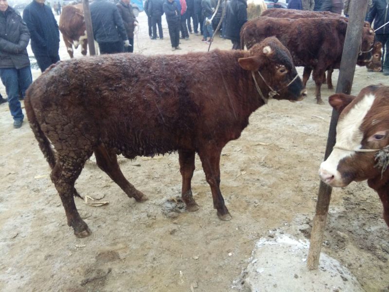 秦川牛犊100~200kg