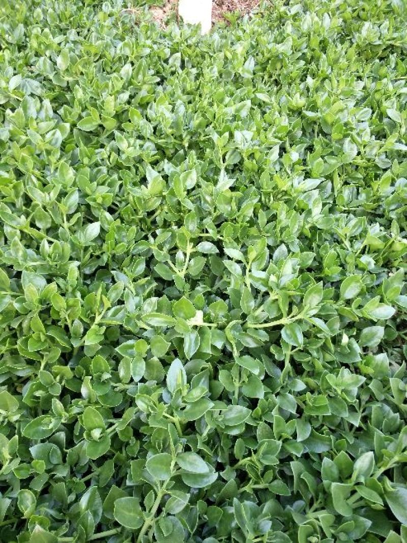 特菜田七菜，精品货，全国发货，常年供应