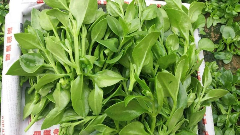 特菜田七菜，精品货，全国发货，常年供应