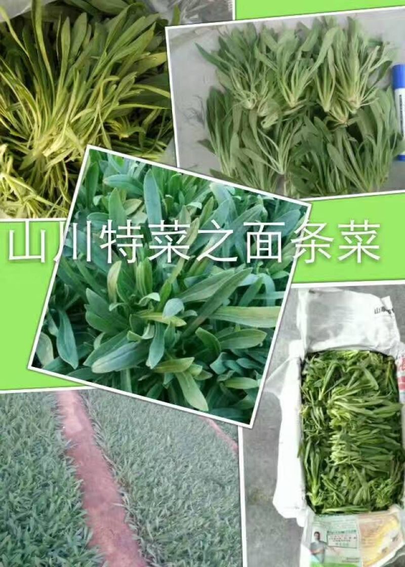 面条菜，基地直供，常年批发价，货发全国菇扎头