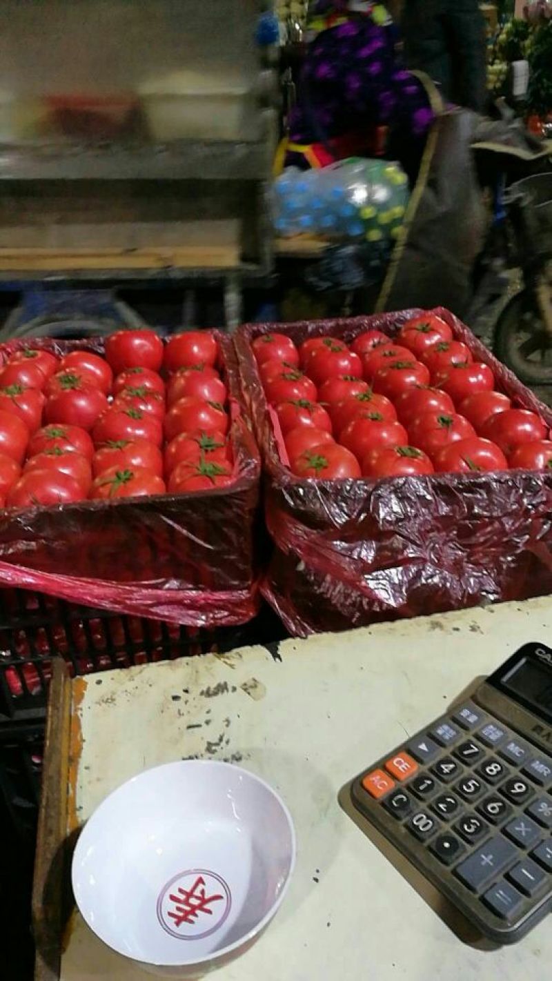 河北永年精品硬粉西红柿大量供应中弧三以上硬粉精品