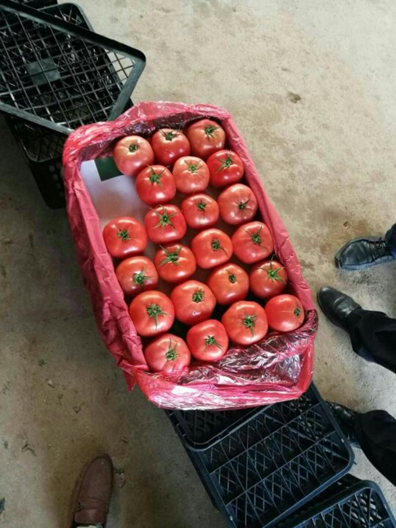 河北永年精品硬粉西红柿大量供应中弧三以上硬粉精品