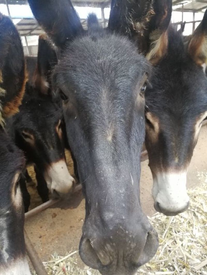 驴肉鲜货