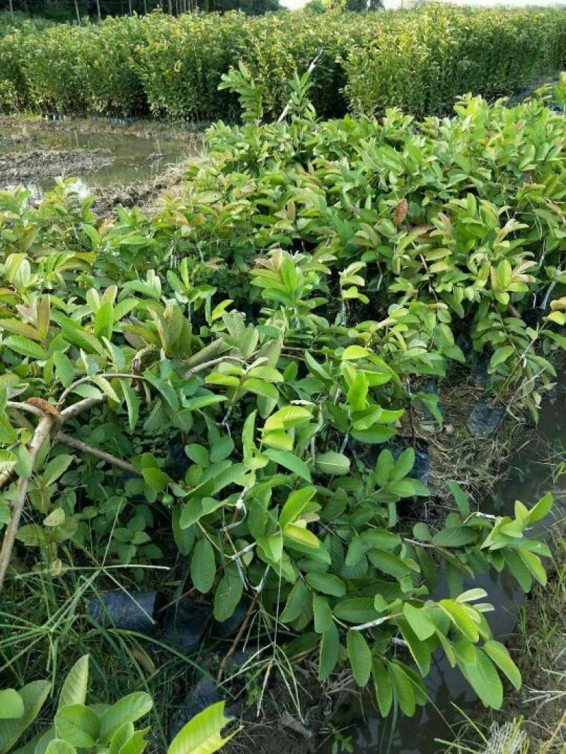 西瓜番石榴苗50~80cm