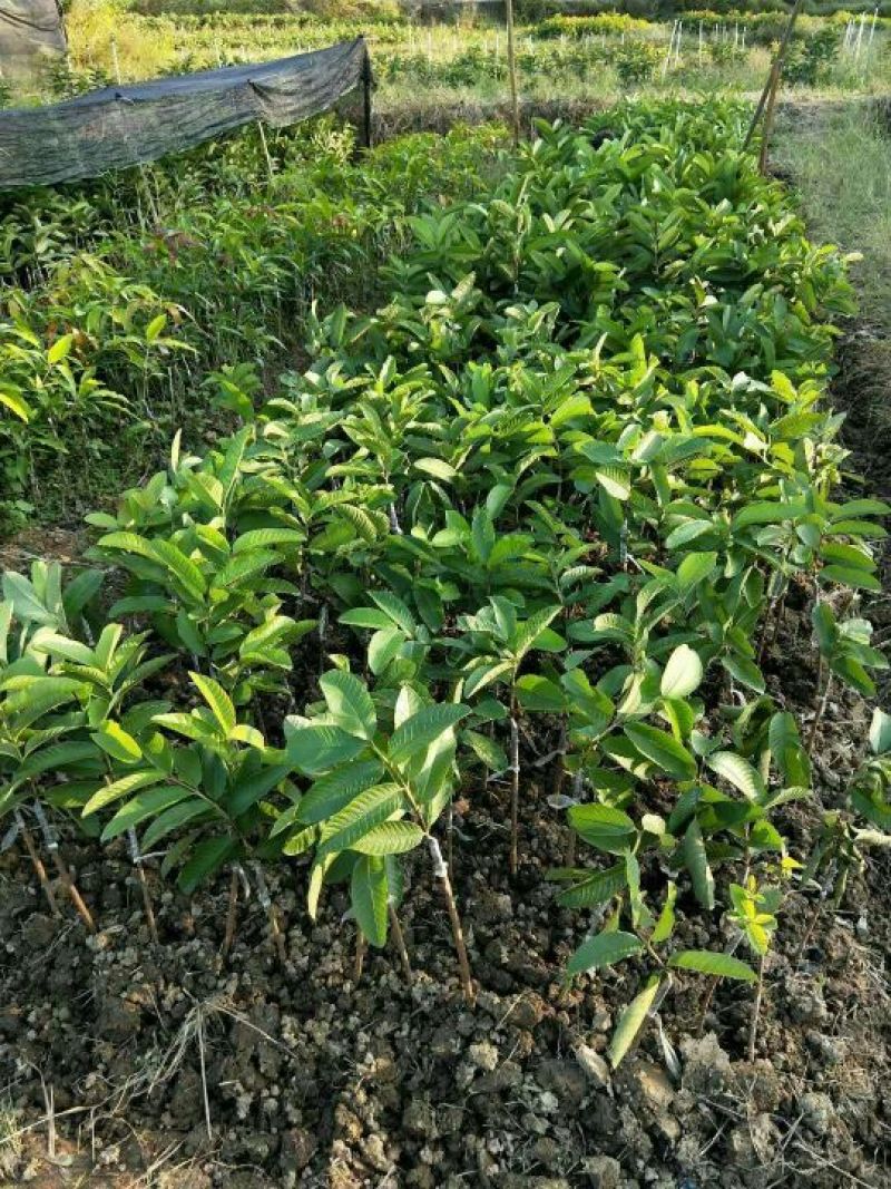 西瓜番石榴苗50~80cm