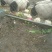 巴马香猪公