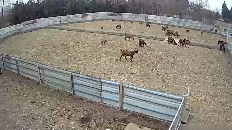 成都麻羊50~80斤/头