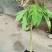木瓜树苗10~20cm