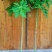 木瓜树苗10~20cm