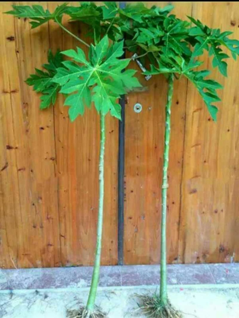 木瓜树苗10~20cm