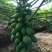 木瓜树苗10~20cm