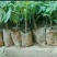 木瓜树苗10~20cm