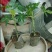 木瓜树苗10~20cm