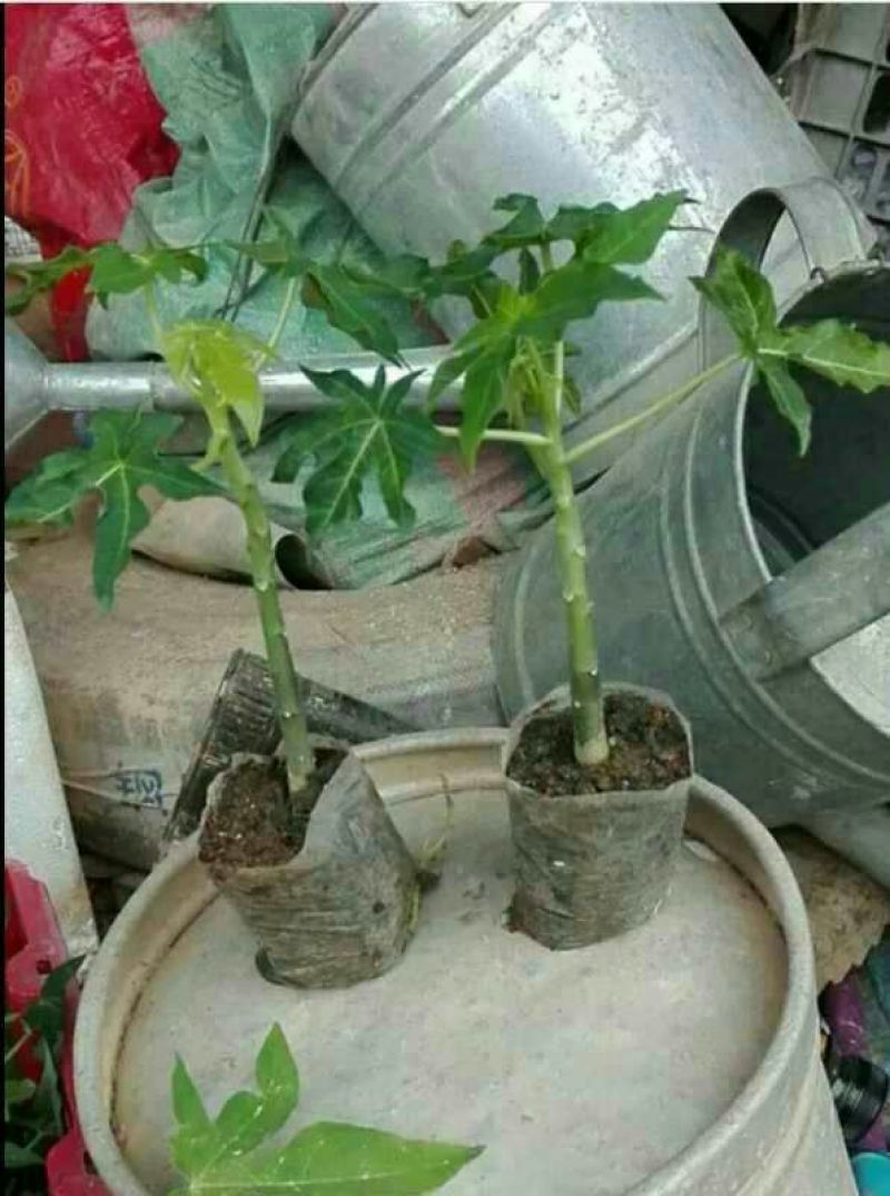 木瓜树苗10~20cm