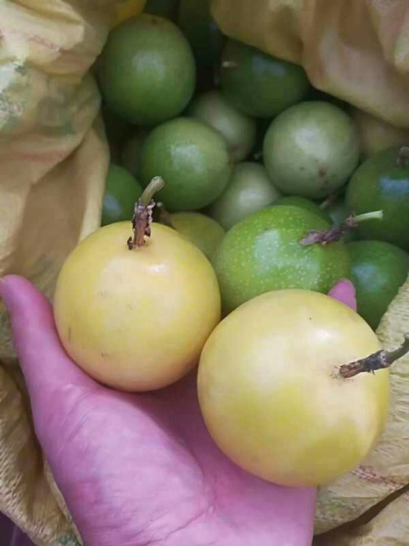 黄金百香果苗10~20cm