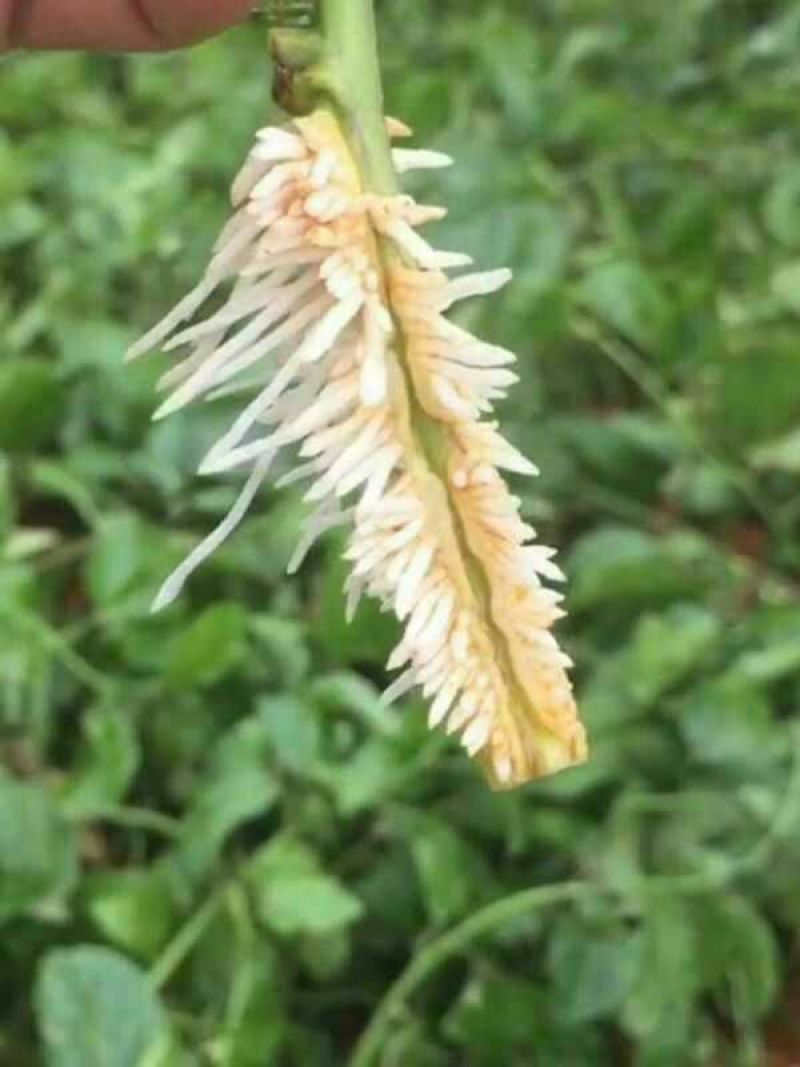 黄金百香果苗10~20cm