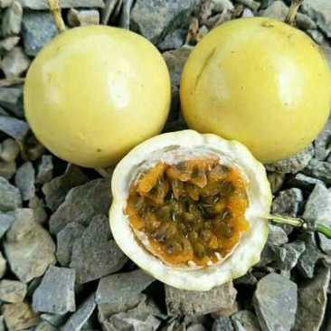 黄金百香果苗10~20cm