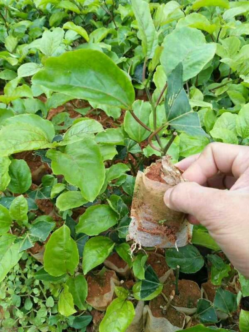 黄金百香果苗10~20cm