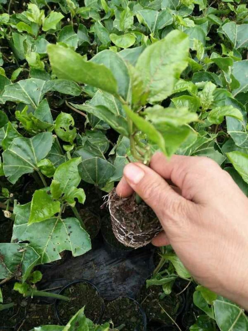 黄金百香果苗10~20cm