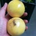 黄金百香果苗10~20cm