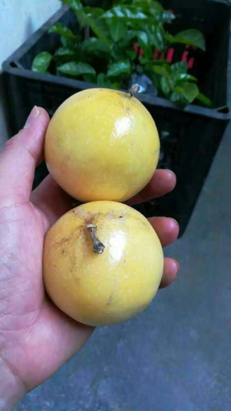 黄金百香果苗10~20cm