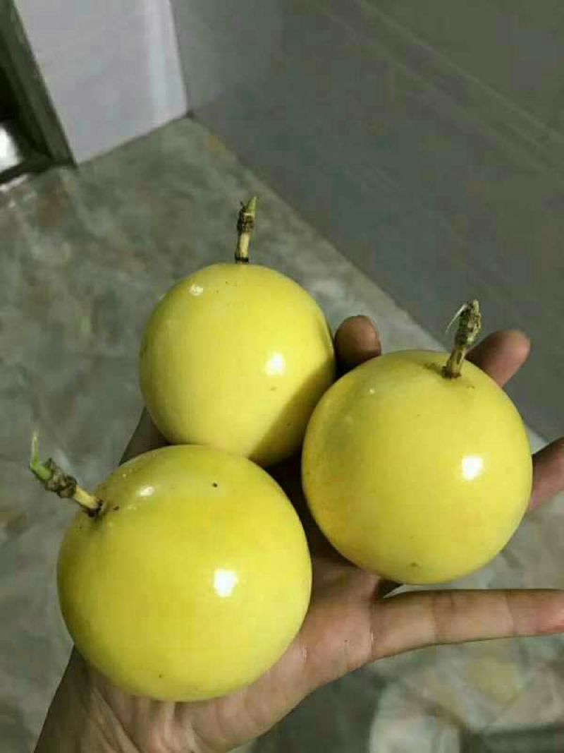 黄金百香果苗10~20cm