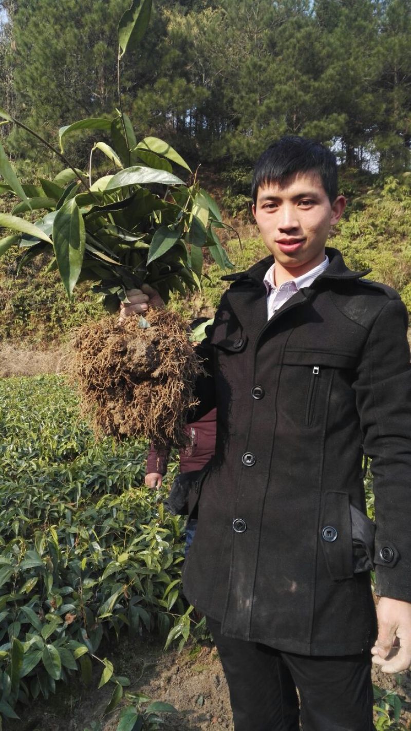 布福娜树苗30~50cm