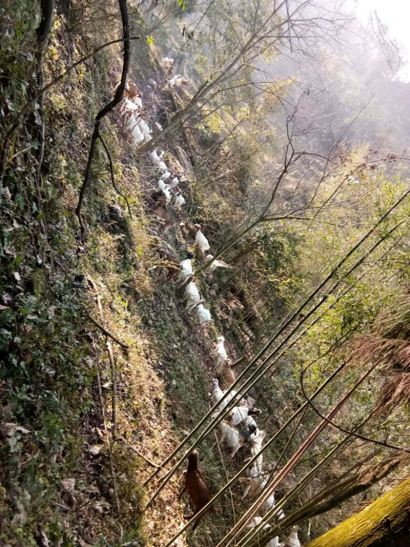 山羊波杂羊40~60斤