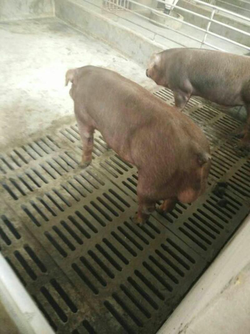 杜洛克种猪，新美系种猪引进国外新品种，防疫到位保证质量