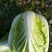 大白菜2~3斤净菜