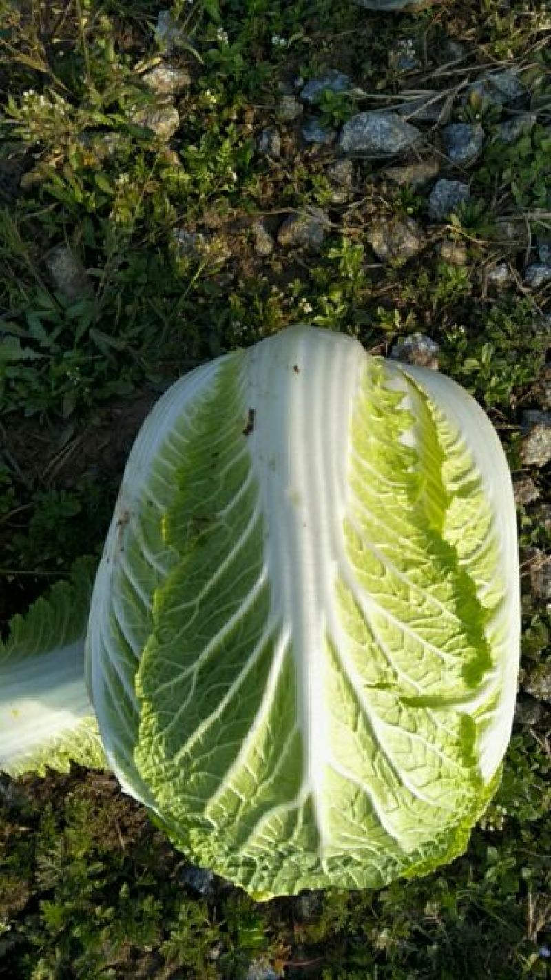 大白菜2~3斤净菜