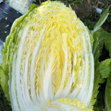大白菜2~3斤净菜