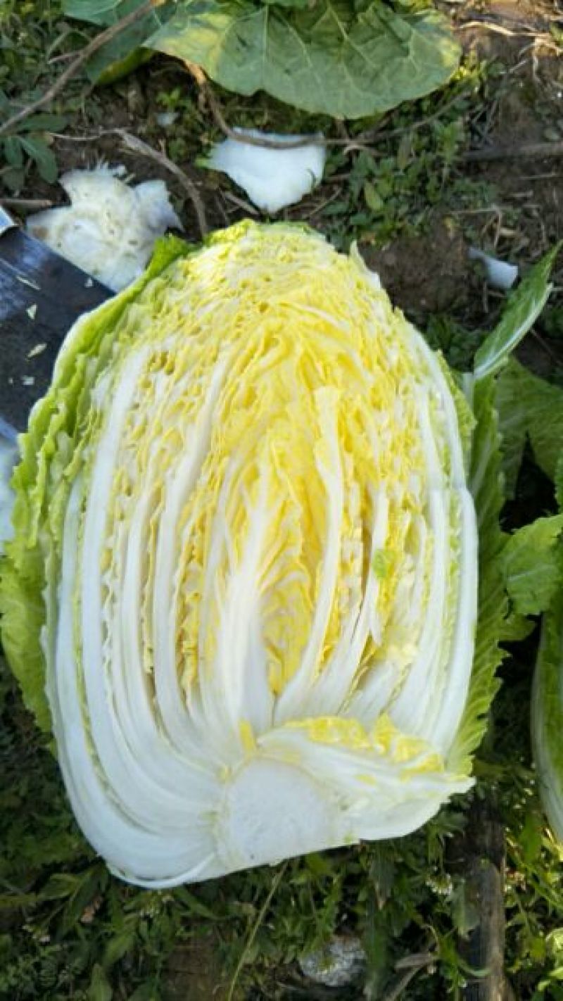 大白菜2~3斤净菜