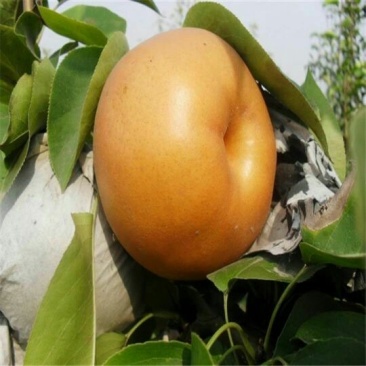 秋月梨树苗80cm以上0.8cm
