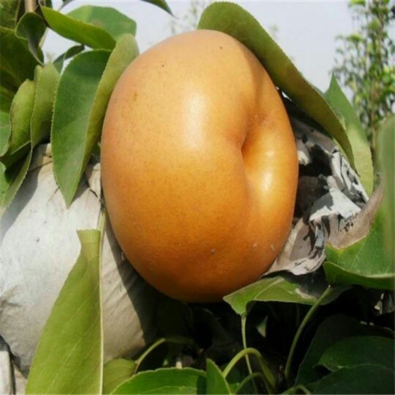 秋月梨树苗80cm以上0.8cm