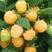 双季黄树莓苗口感好含糖量高连续结果树莓苗批发