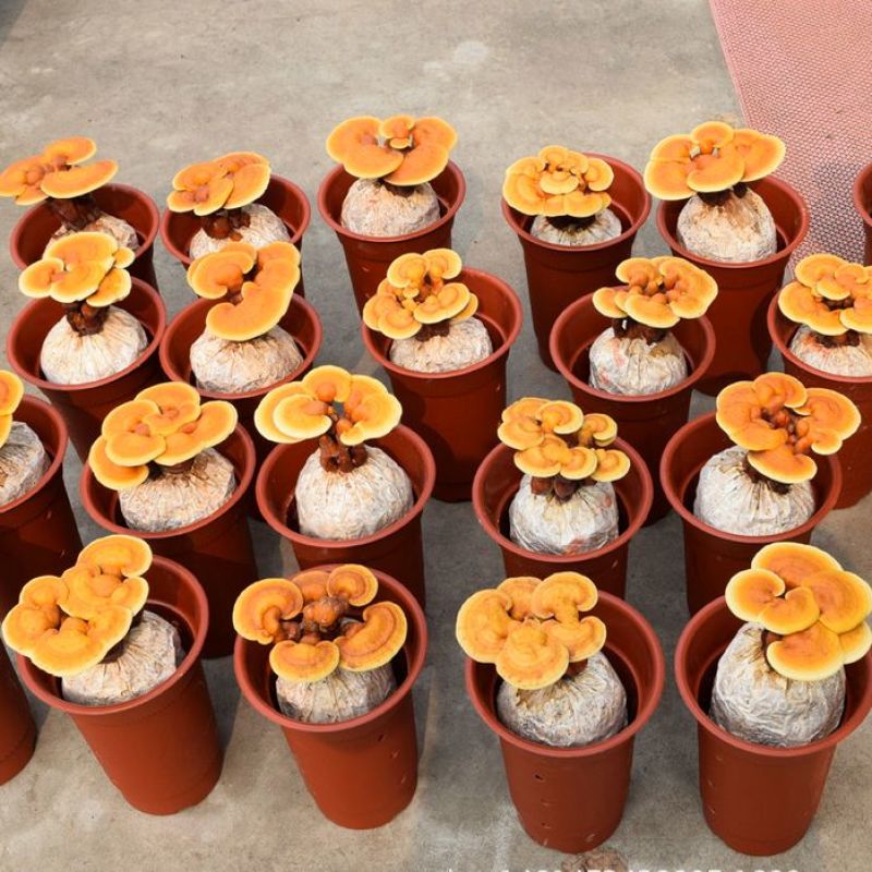 小型灵芝盆景盆栽灵芝办公室居家桌面摆件会销礼品