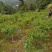 金银花盆景50cm高以上