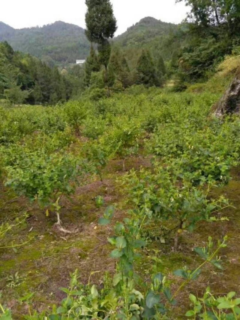 金银花盆景50cm高以上