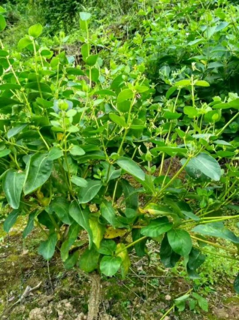 金银花盆景50cm高以上