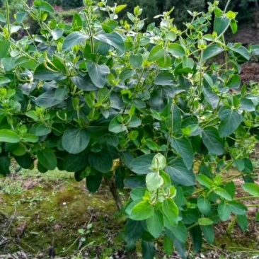 金银花盆景50cm高以上