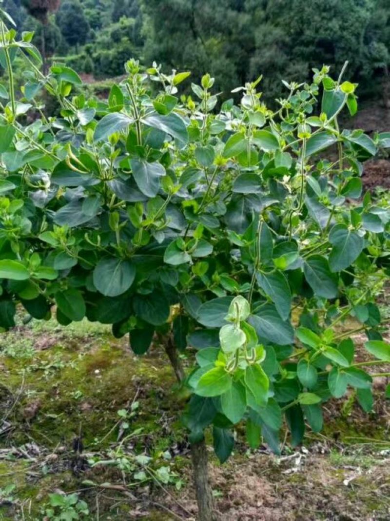 金银花盆景50cm高以上