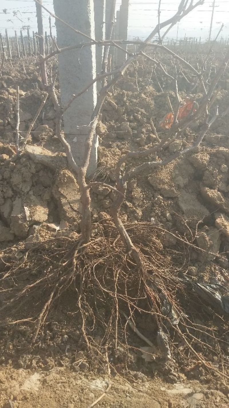 藤稔葡萄苗3年带树形当年结果