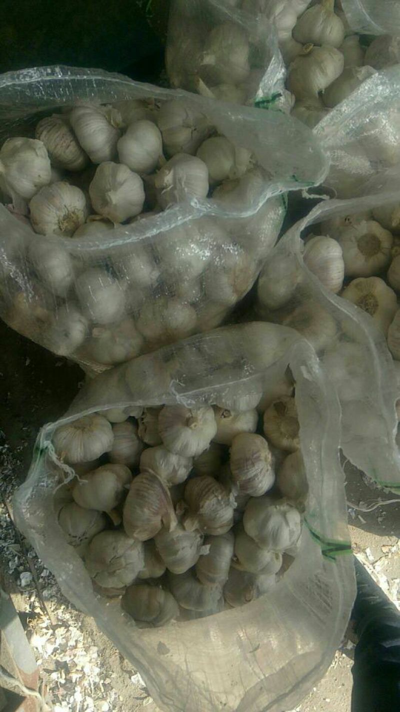 紫皮蒜发市场大蒜头多瓣蒜净蒜蒜种2026新蒜无芽