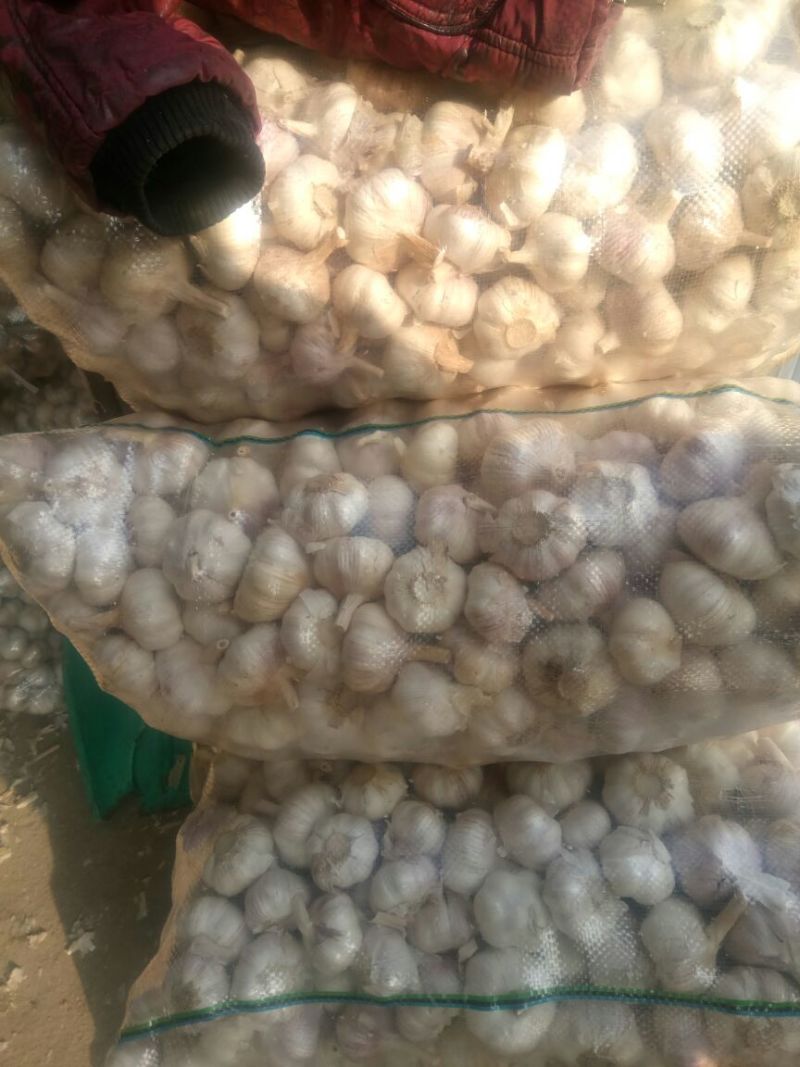 紫皮蒜发市场大蒜头多瓣蒜净蒜蒜种2026新蒜无芽