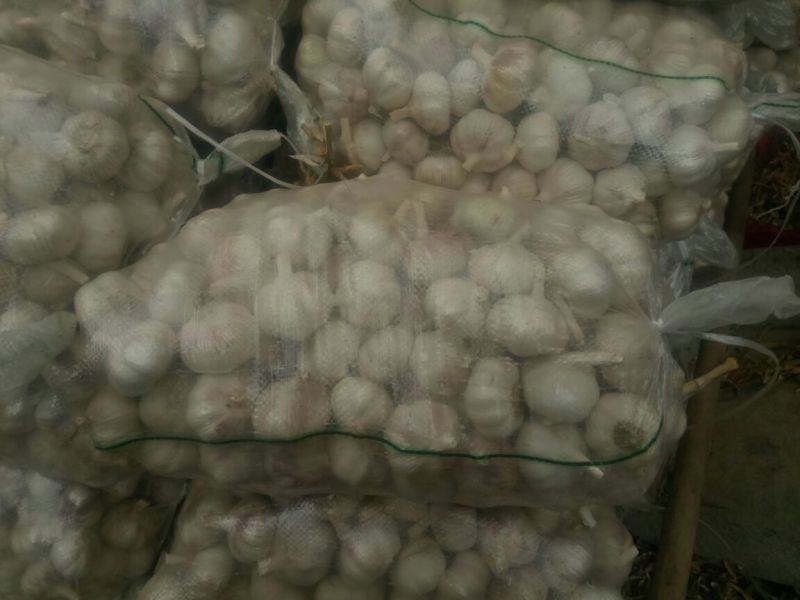 紫皮蒜发市场大蒜头多瓣蒜净蒜蒜种2026新蒜无芽