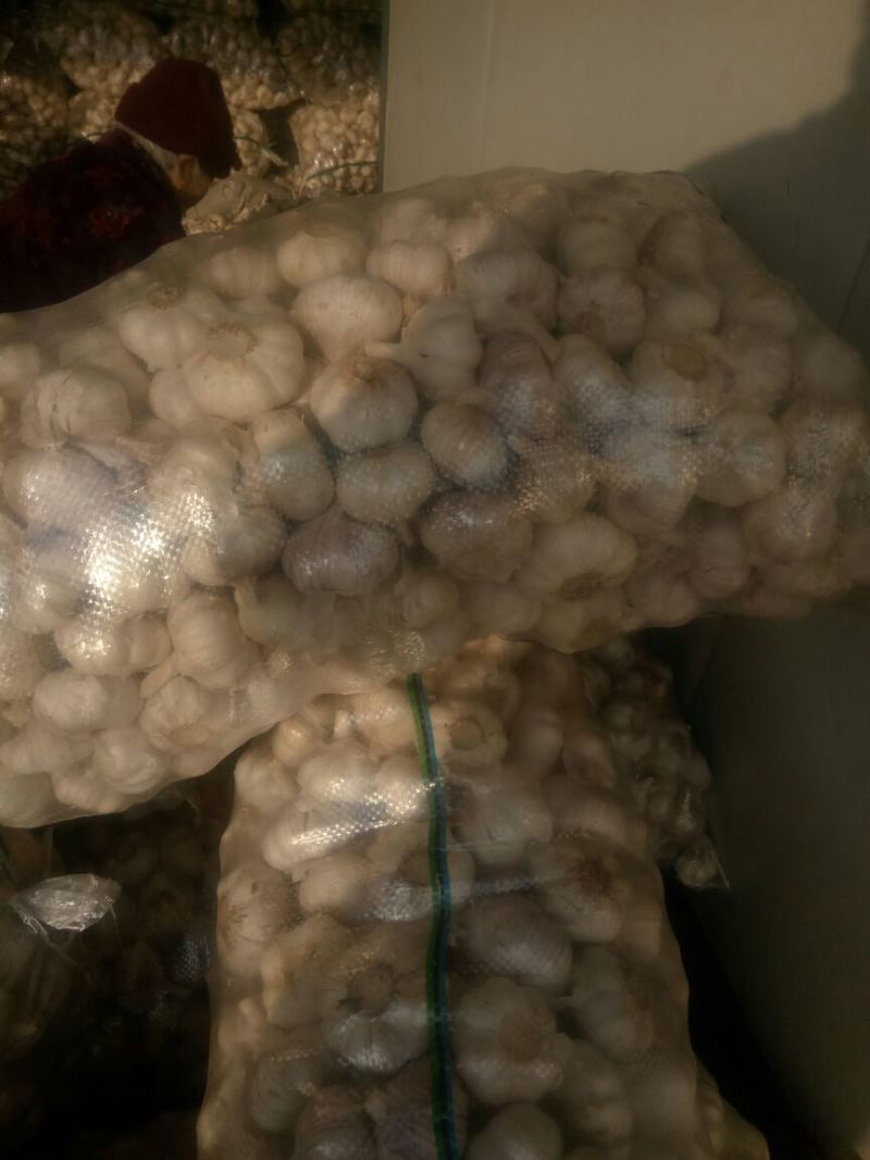 紫皮蒜发市场大蒜头多瓣蒜净蒜蒜种2026新蒜无芽