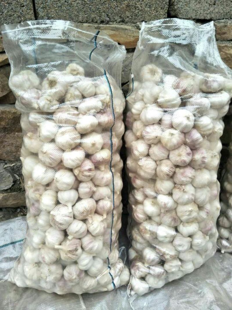 紫皮蒜发市场大蒜头多瓣蒜净蒜蒜种2026新蒜无芽