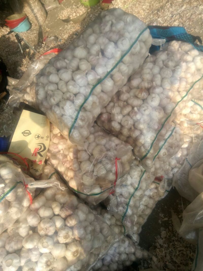 紫皮蒜发市场大蒜头多瓣蒜净蒜蒜种2026新蒜无芽